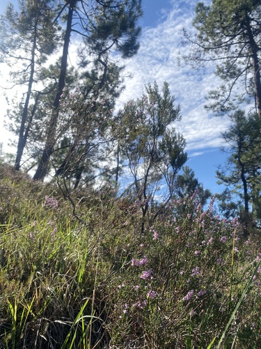 common heather