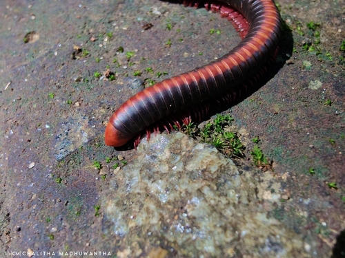 Red Spined Millipede