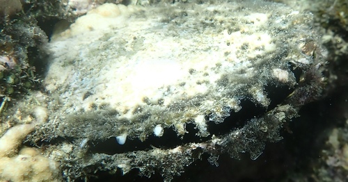 Pinctada margaritifera observed 2026-10-10