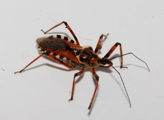 Rhynocoris punctiventris