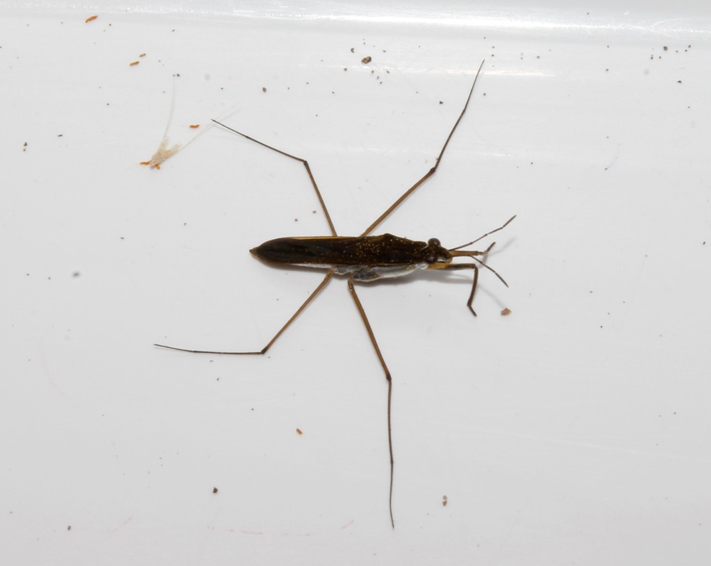 Gerris maculatus