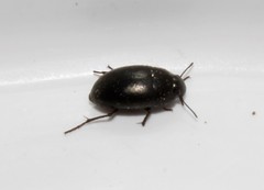 Zophosis punctata
