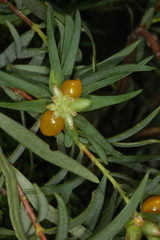 Pimelea microcephala