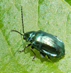 Altica brevicollis