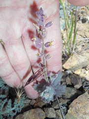 Streptanthus hispidus