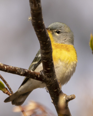 Setophaga americana image