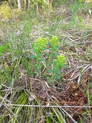 Euphorbia jenisseiensis