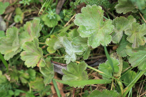 Sphaerotheca castagnei, 2026-10-10
