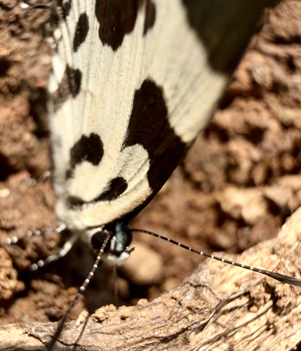 Angled Pierrot