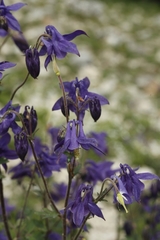 Aquilegia dumeticola