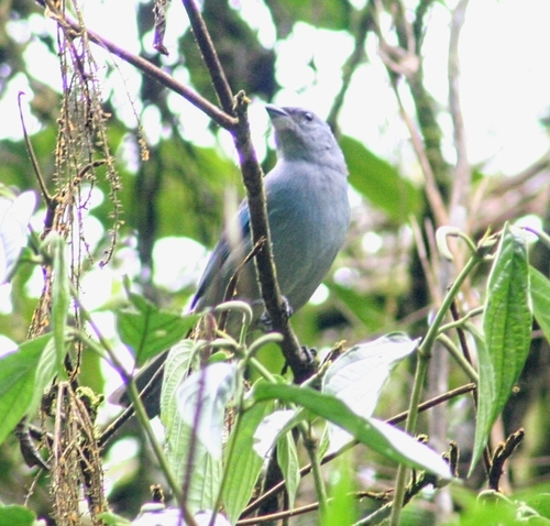 Azure-shouldered Tanager
