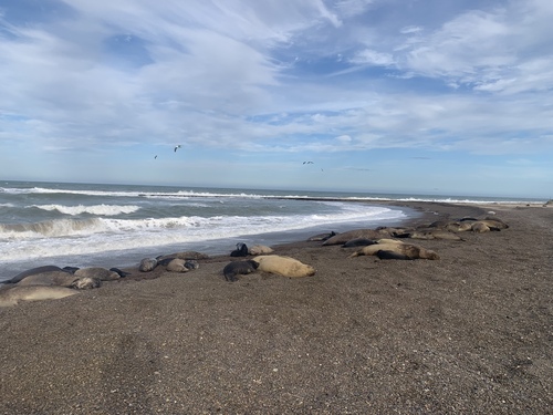 Elefante marino del sur registrada en Rawson
