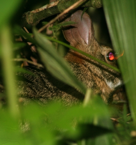 Common Tapeti