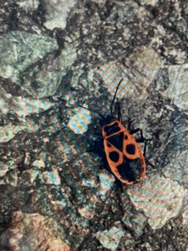 European Firebug