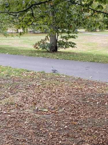 Common Wood-Pigeon