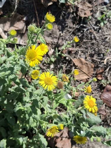 Common Fleabane