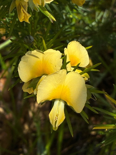Gompholobium grandiflorum observed 2026-10-11