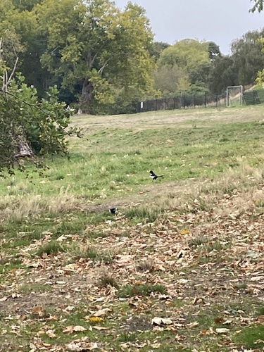 Eurasian Magpie