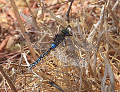 Rhionaeschna diffinis