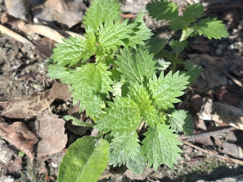 Dwarf Nettle
