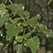 Barklya syringifolia - Photo (c) Ian McMaster, some rights reserved (CC BY-NC), uploaded by Ian McMaster