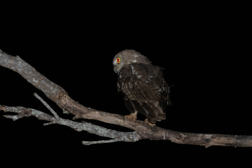 Ninox connivens, 2026-10-11