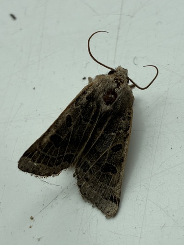 Lunar Underwing