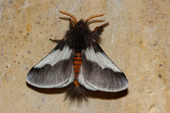 Thaumetopoea apologetica