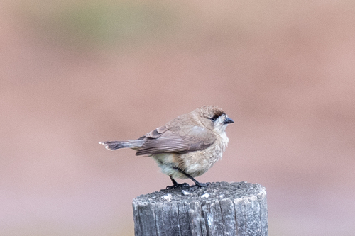 Aphelocephala leucopsis, 2026-10-12