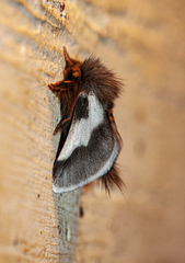 Thaumetopoea apologetica