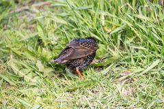Sturnus vulgaris