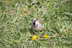 Passer domesticus