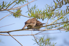 Passer domesticus