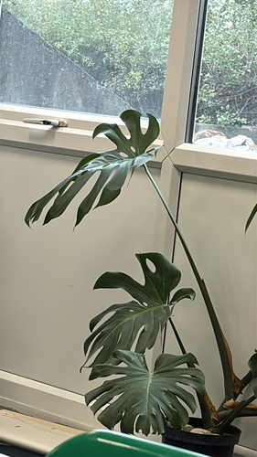 Swiss Cheese Plant