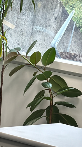 rubber plant