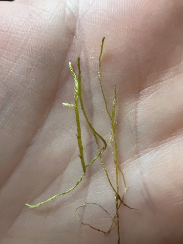 Straminergon stramineum observed 2026-10-12