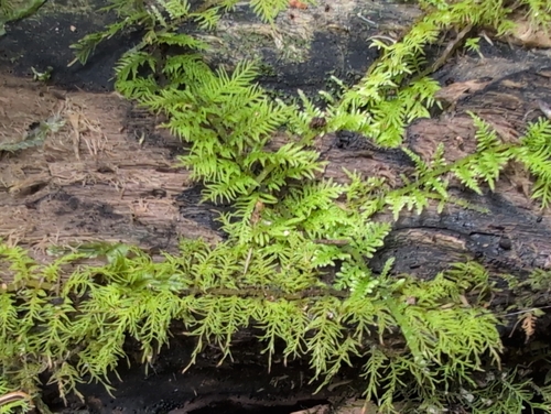 Thuidium cymbifolium observed 2026-10-12