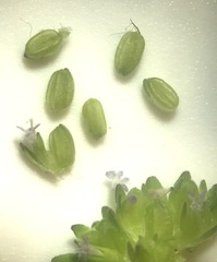 Valerianella carinata