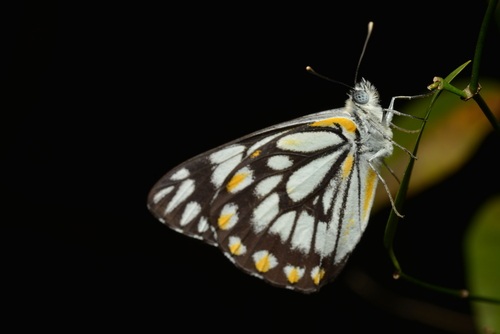 Caper White