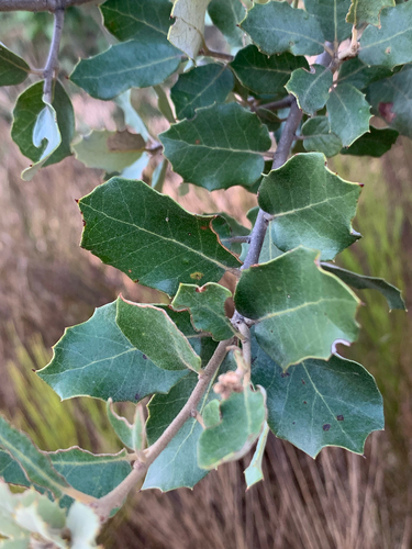 sweet acorn oak
