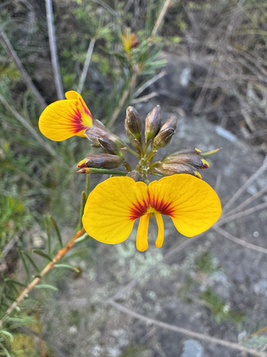Dillwynia oreodoxa observed 2026-10-12