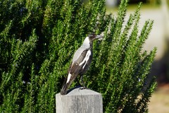 Gymnorhina tibicen