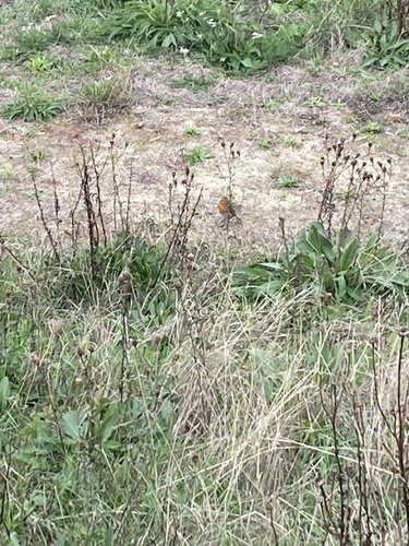 European Robin