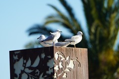 Chroicocephalus novaehollandiae