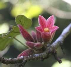 Brachychiton bidwillii
