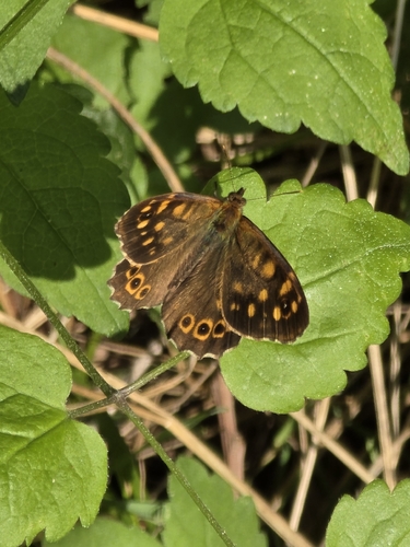 Speckled Wood