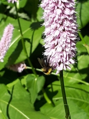 Bombus hortorum
