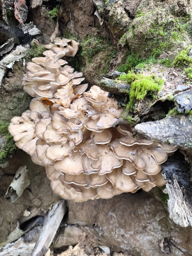 hen of the woods