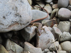 Takydromus formosanus