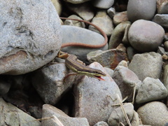 Takydromus formosanus